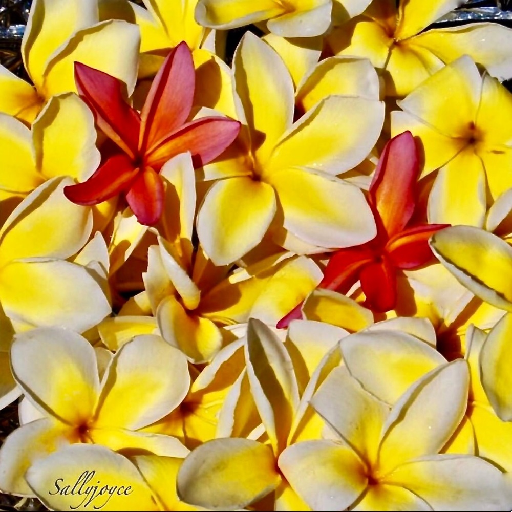 ALOHA to y’all
